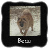 Beau